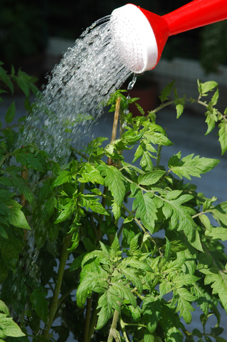 watering